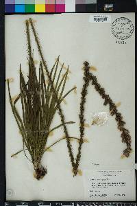 Liatris tenuifolia image