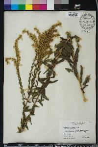Solidago fistulosa image