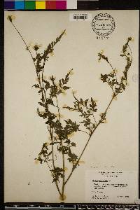 Bidens bipinnata image