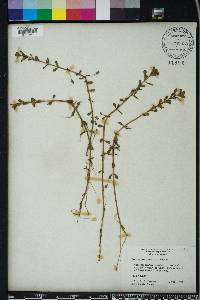 Bacopa monnieri image