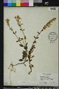 Scutellaria arenicola image