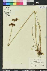 Juncus megacephalus image