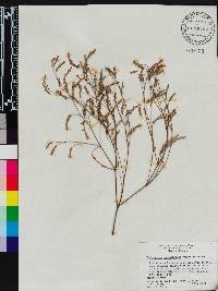 Phyllanthus pentaphyllus image