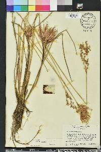 Juncus elliottii image