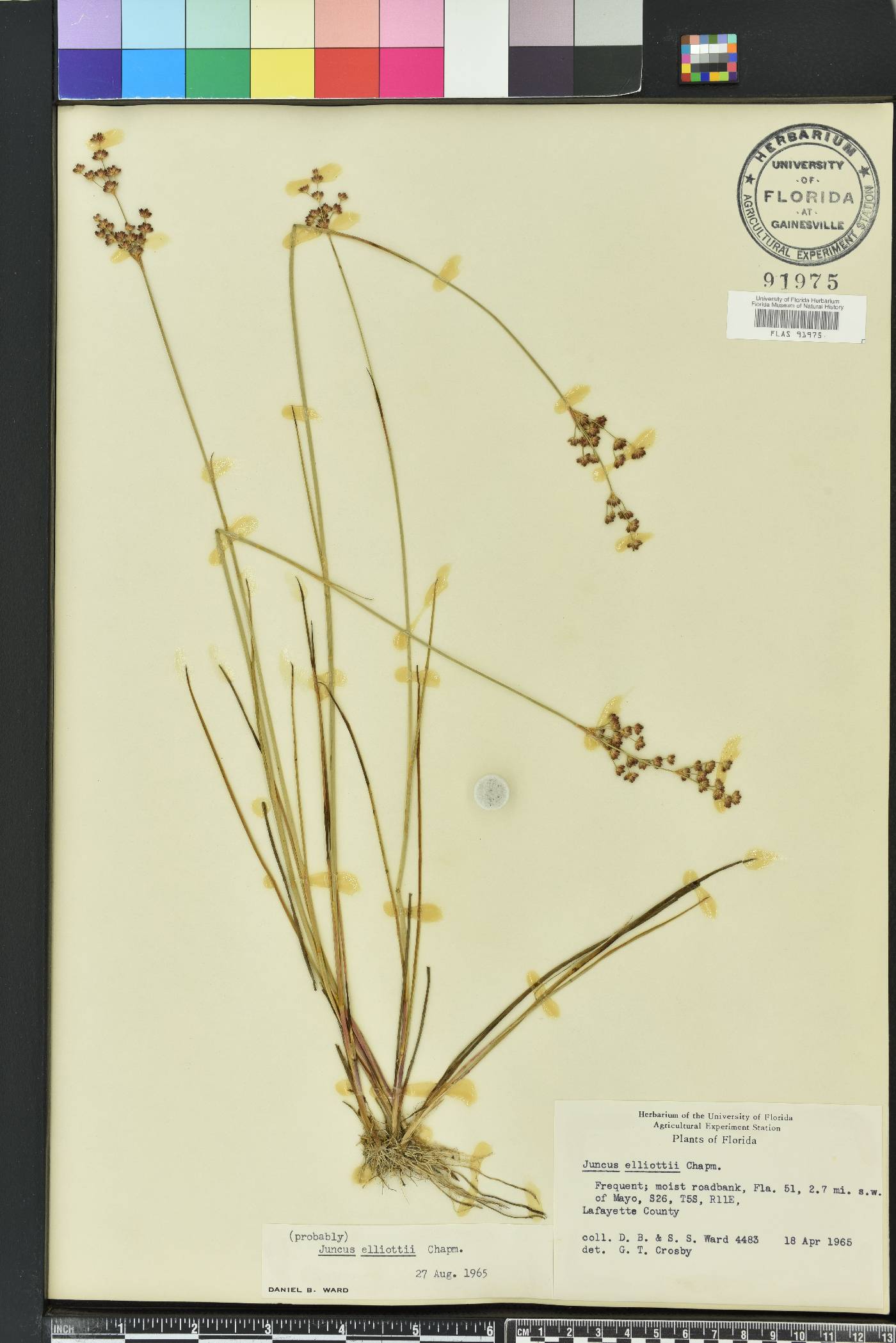 Juncus elliottii image