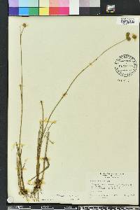 Juncus megacephalus image