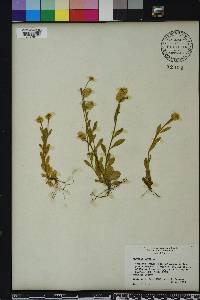 Polygala lutea image