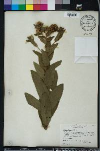 Pluchea longifolia image