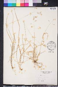 Poa cuspidata image