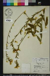 Piriqueta cistoides subsp. caroliniana image