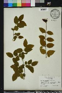 Sageretia minutiflora image