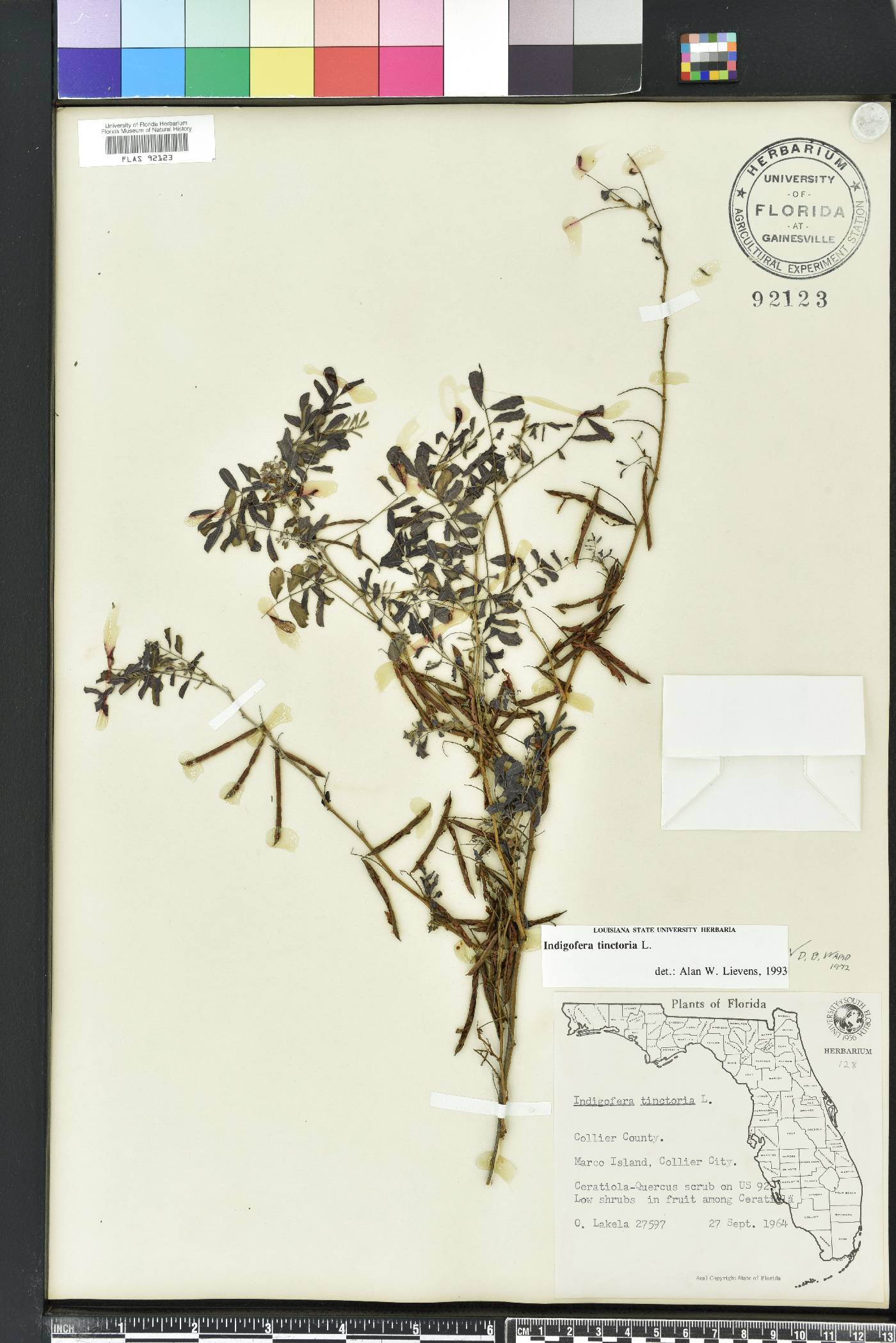 Indigofera tinctoria image