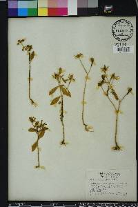 Sabatia calycina image