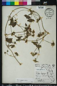 Mikania batatifolia image