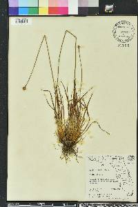 Xyris elliottii image