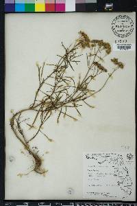 Flaveria linearis image