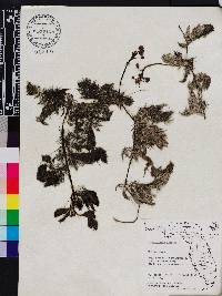 Utricularia foliosa image