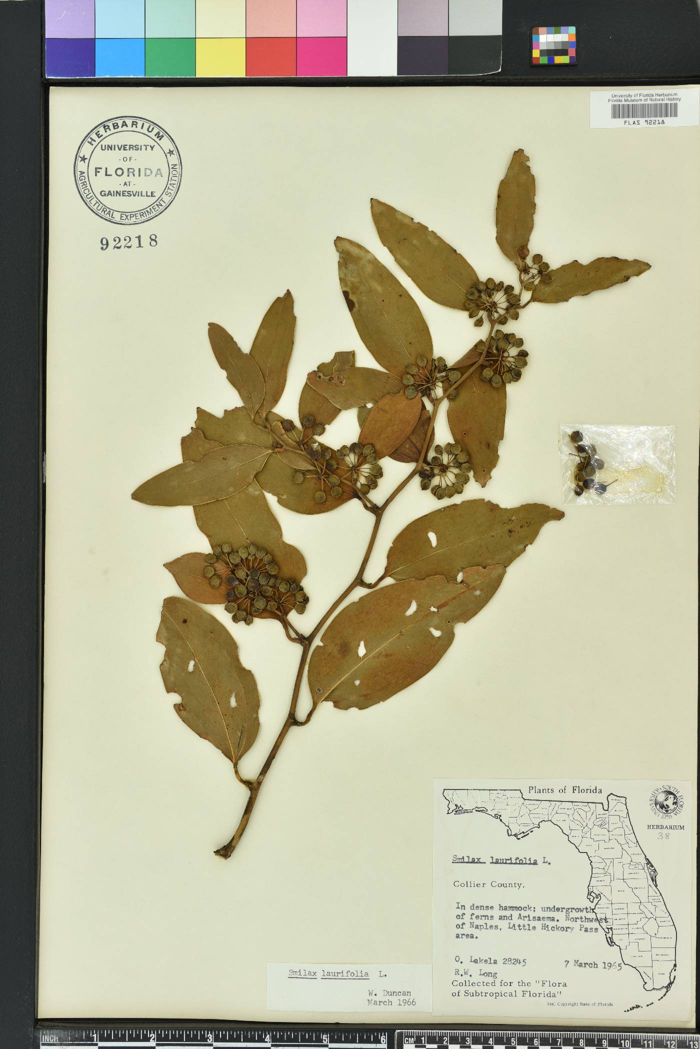 Smilax laurifolia image