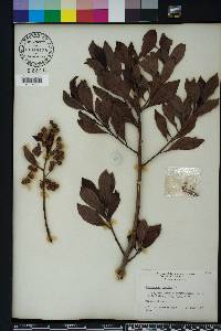 Conocarpus erectus image