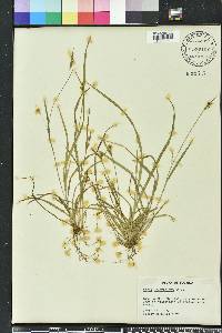 Carex crebriflora image