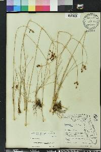 Fimbristylis puberula image