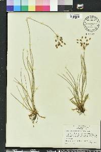 Fimbristylis caroliniana image