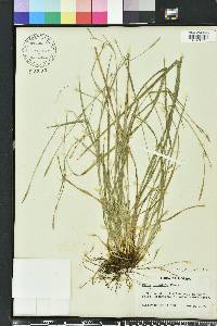 Carex striatula image