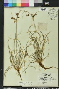 Fimbristylis dichotoma image