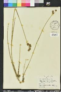 Juncus megacephalus image