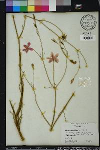 Sabatia grandiflora image