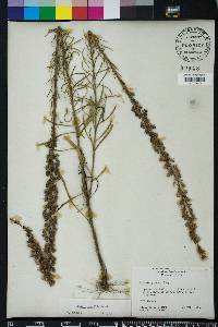 Liatris gracilis image