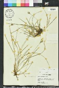 Carex dasycarpa image