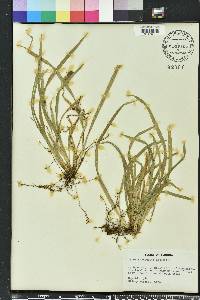 Carex abscondita image
