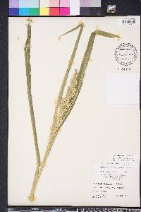 Echinochloa walteri image