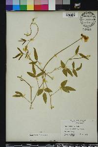 Vigna luteola image