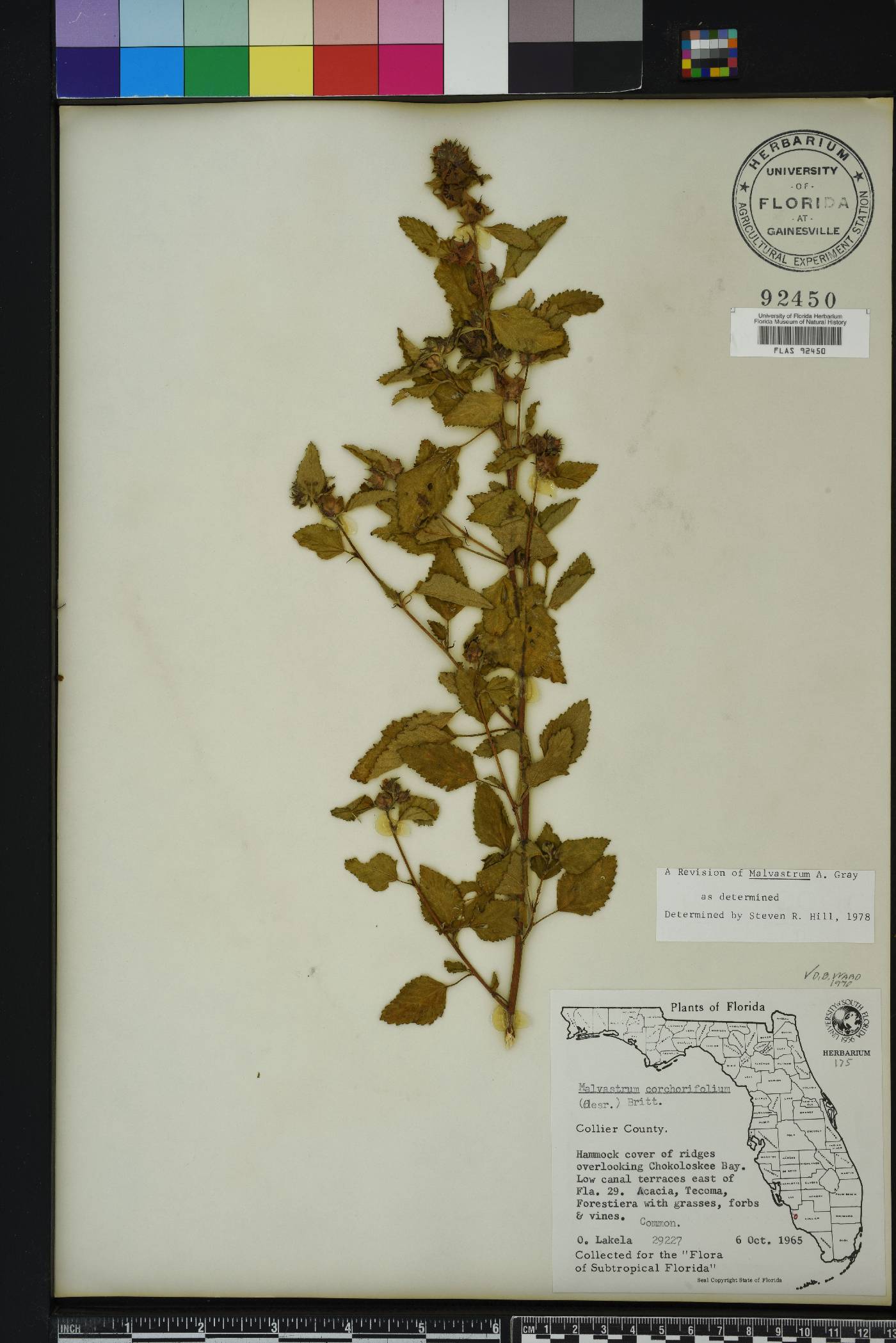 Malvastrum corchorifolium image