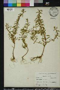 Rotala ramosior image