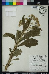 Verbesina virginica image