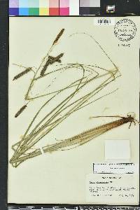 Carex glaucescens image