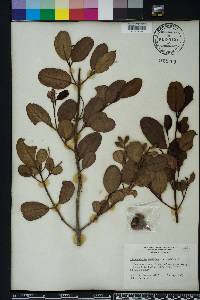 Laguncularia racemosa image