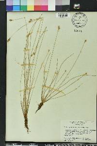 Fimbristylis schoenoides image