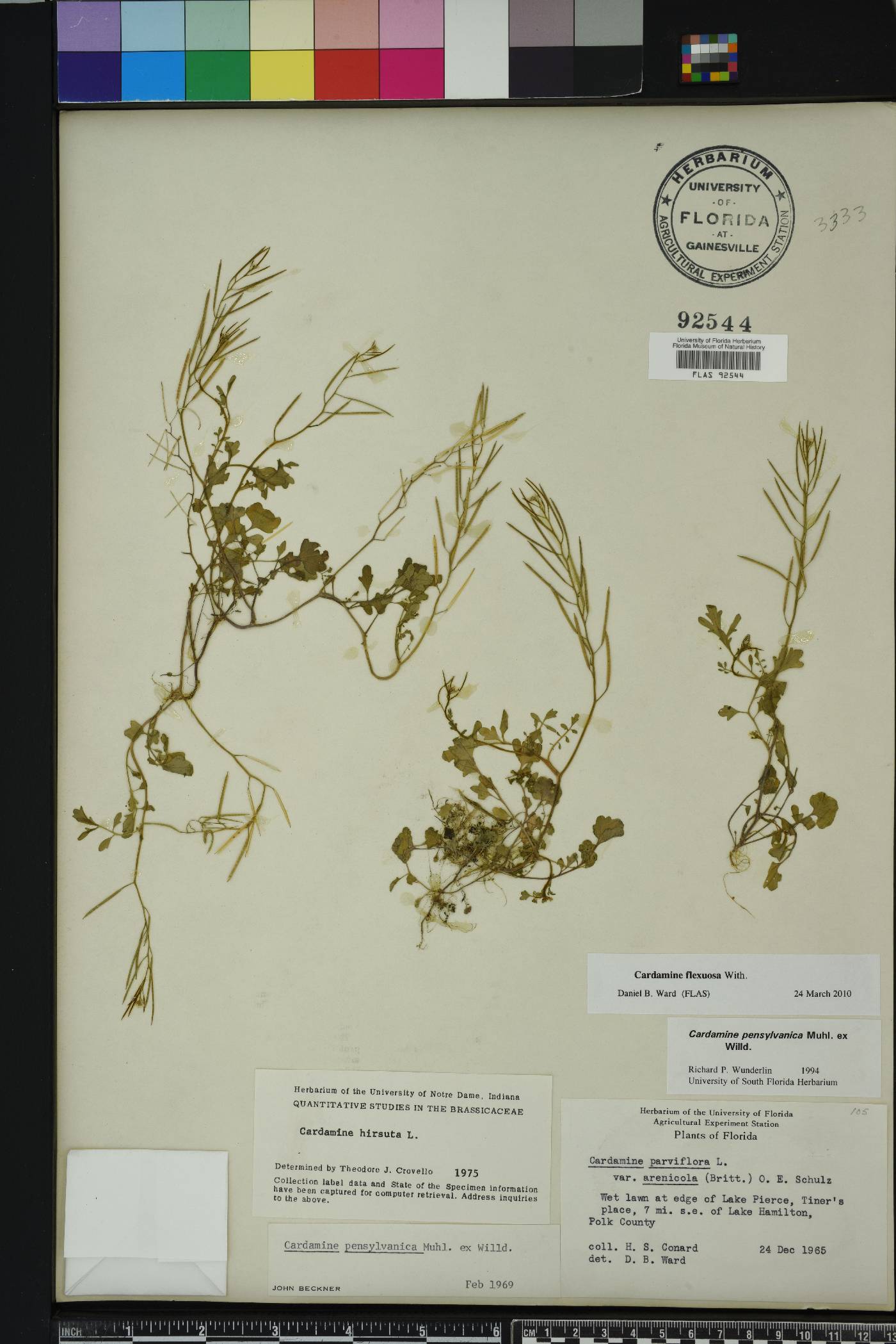 Cardamine flexuosa image