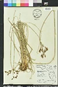 Fimbristylis caroliniana image