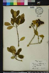 Ilex opaca var. arenicola image