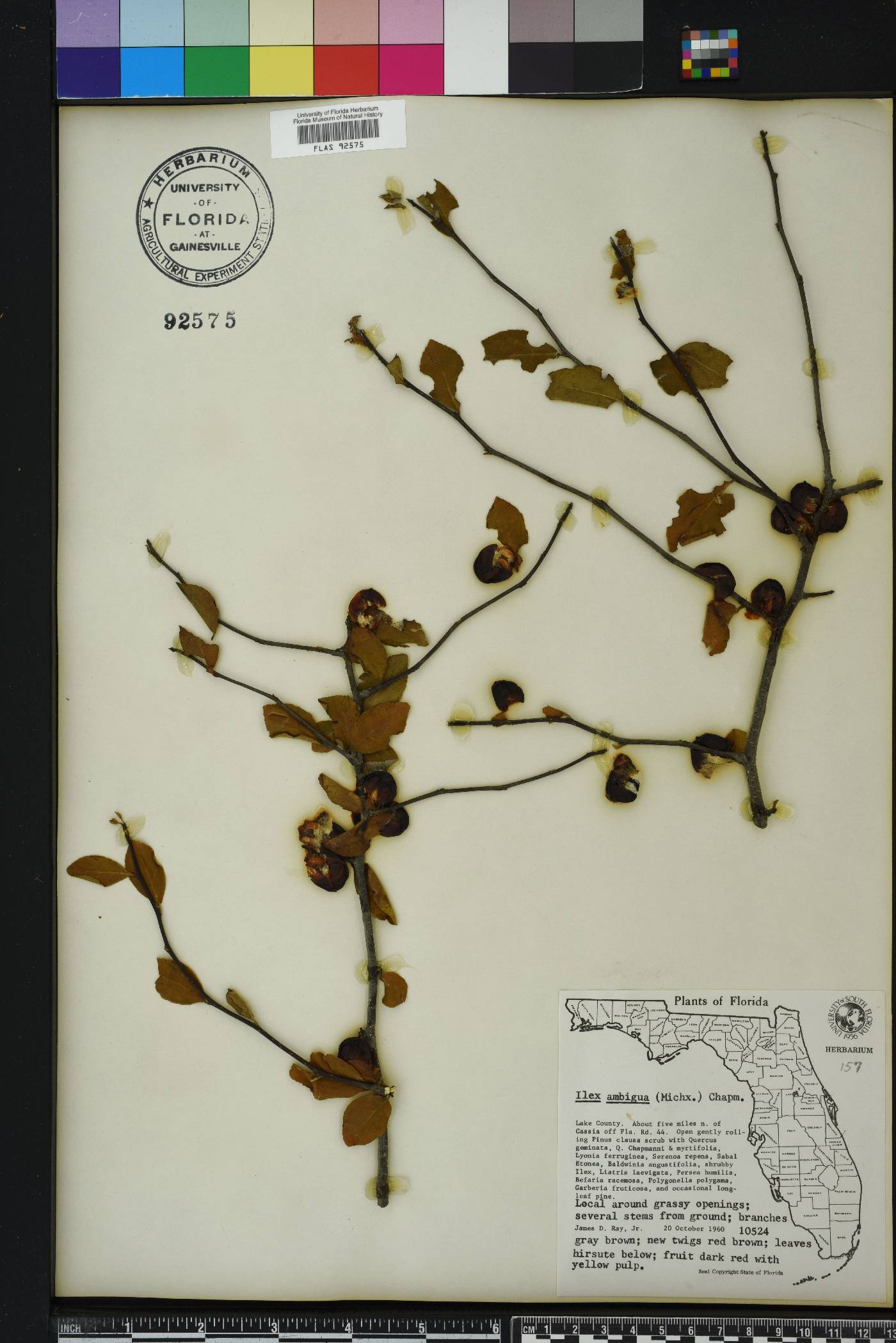 Ilex ambigua image