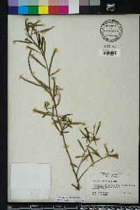 Ludwigia octovalvis image