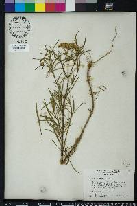 Flaveria linearis image