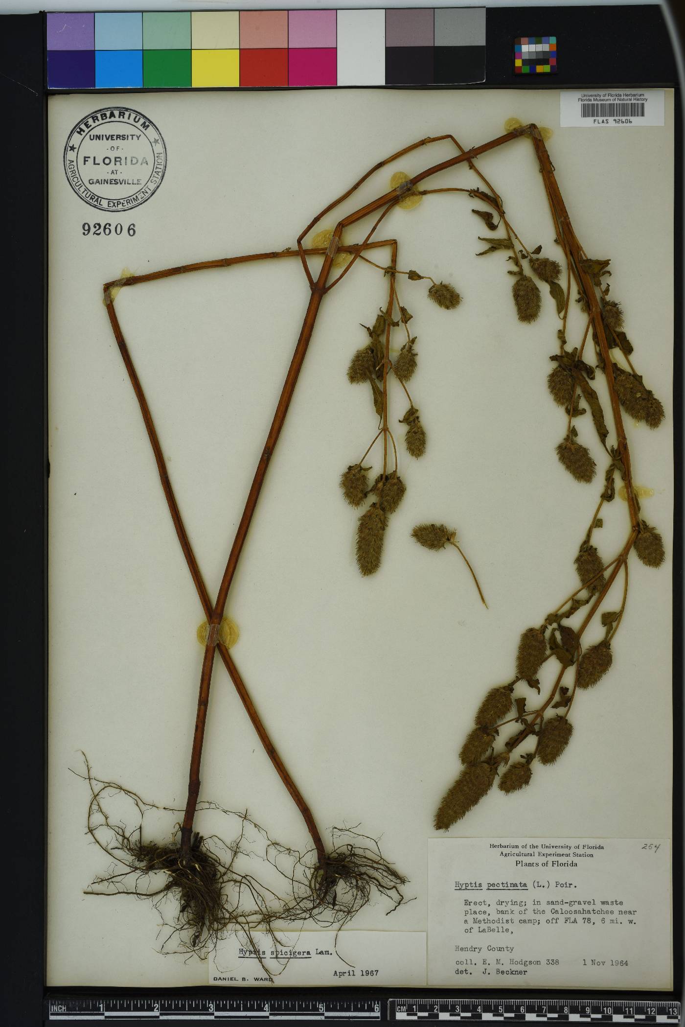 Hyptis spicigera image