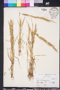 Eragrostis japonica image