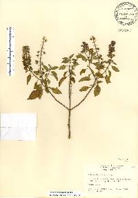 Ocimum campechianum image